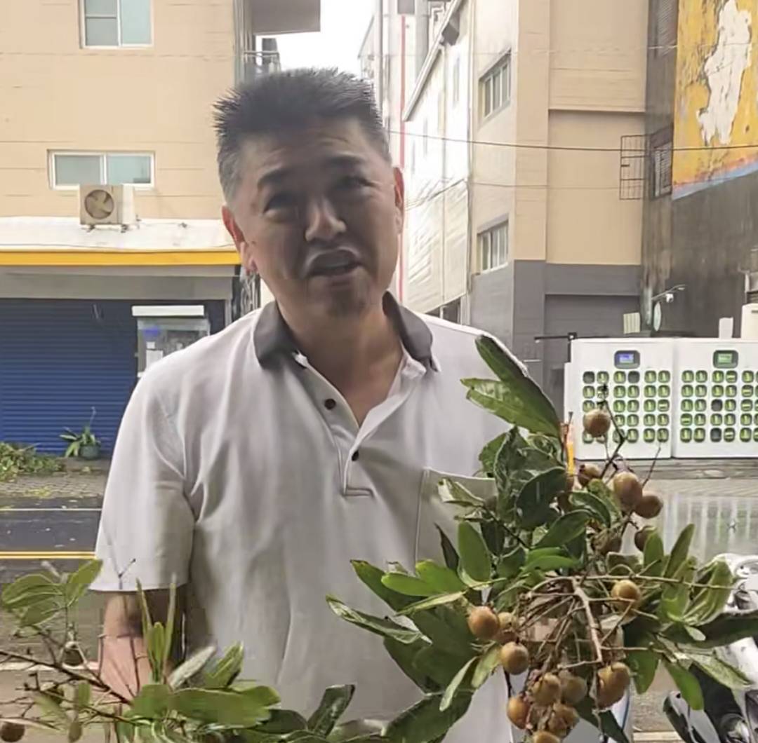 天公伯送龍眼  楊柳颱風龍眼直送到府