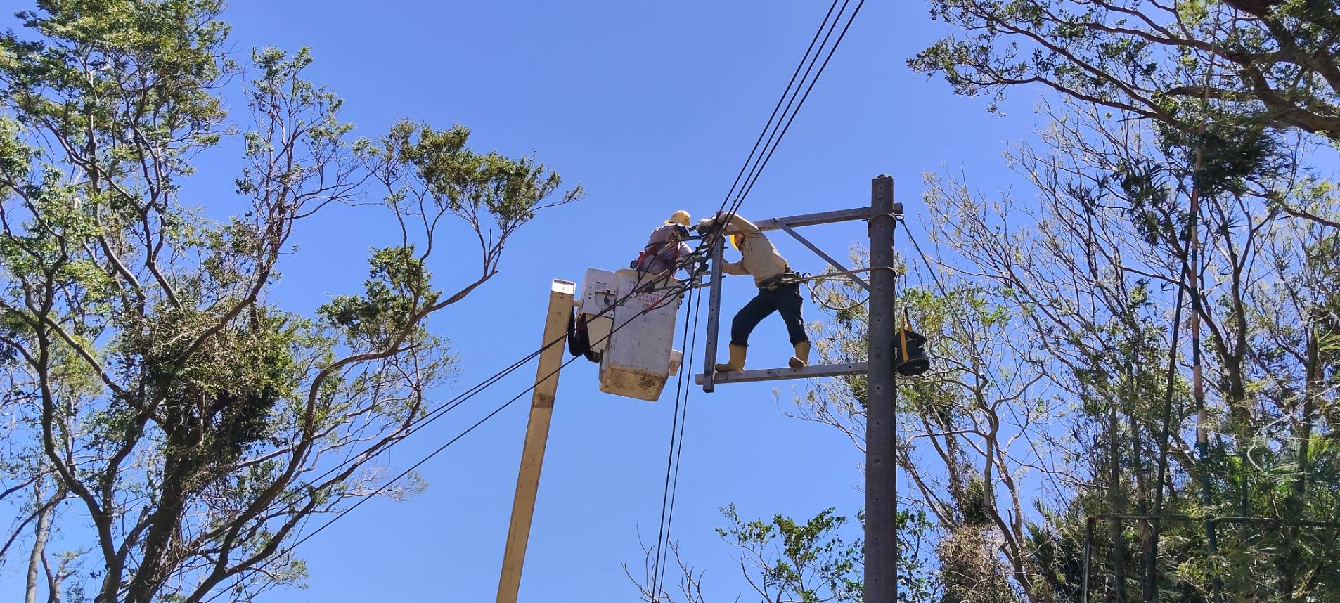 22根電桿倒! 山區樹竹碰觸、強風引發多起斷線 台電: 盡速恢復供電