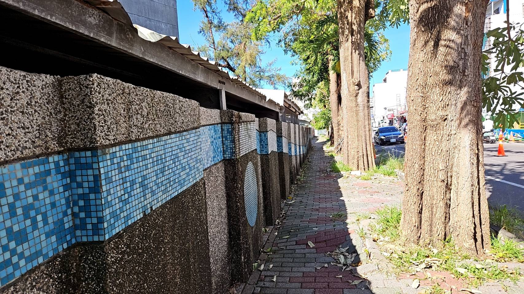 臺東高中周邊「人行步道建置工程」中華路將植新樹種 原黑板樹再利用