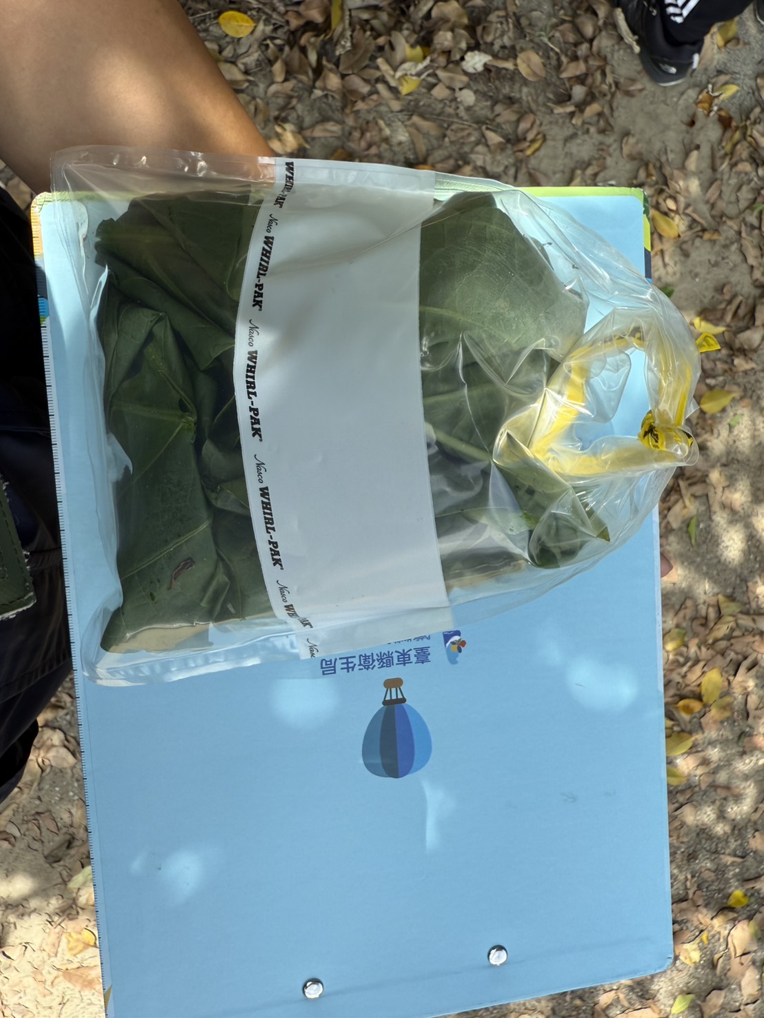  誤將「大花曼陀羅」當野菜食用　台東衛生局籲民眾慎防誤食中毒