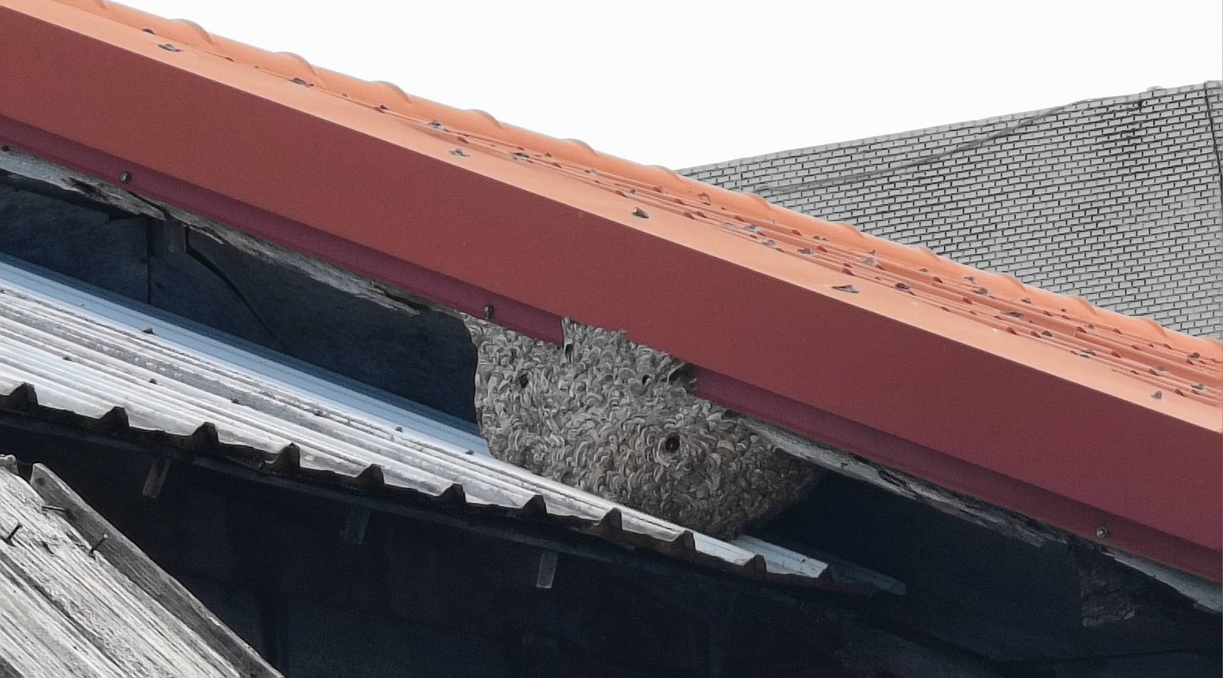 關山警分局通報縣府即時除蜂巢　呼籲民眾秋季慎防虎頭蜂螫傷