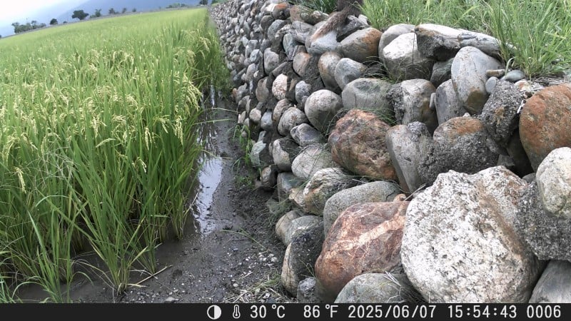 池上青培站攜手萬安國小師生監測田間生物