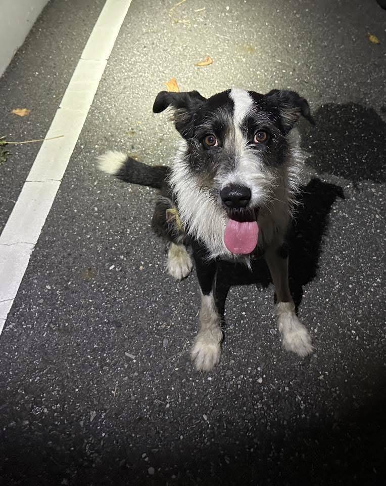 牧羊犬誤走失徘徊海邊　寧埔派出所員警護漁巡簽暖心協助返家