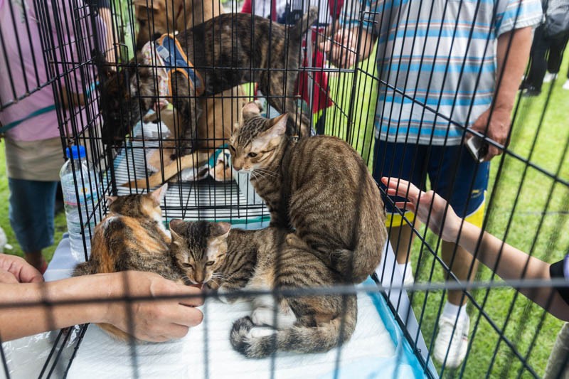 行政院通過「動保法」部分條文修正草案