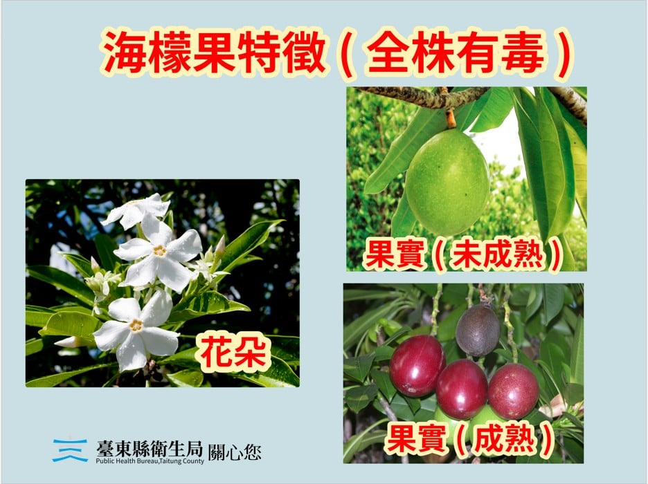 海檬果含劇毒似芒果、百香果，衛生局呼籲民眾勿誤食