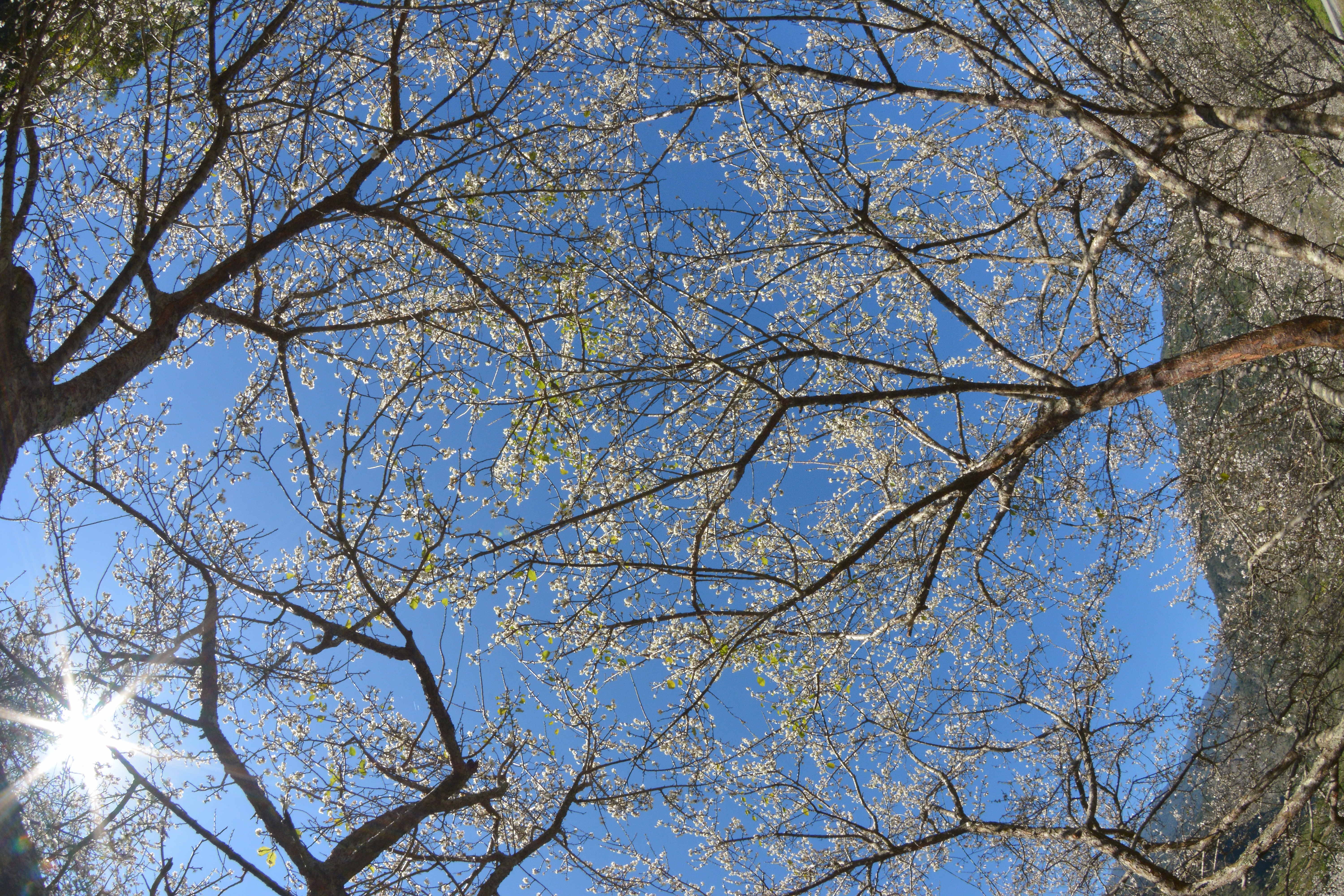 南橫新武部落梅花盛開　高山雪白花海增添風景亮麗