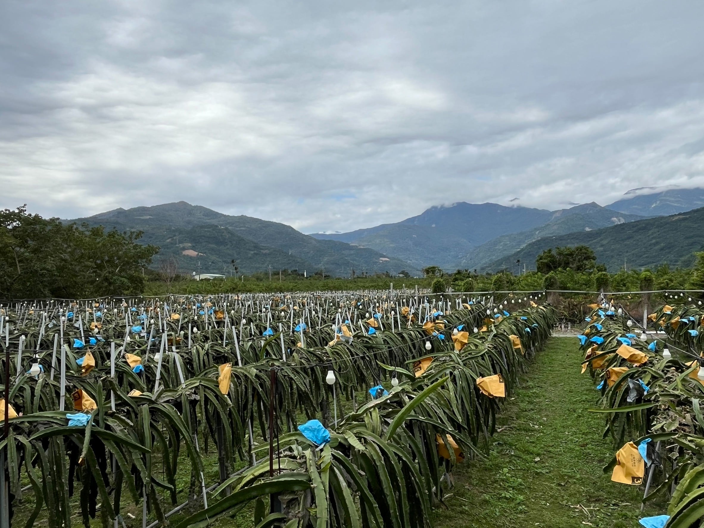 延宕近30年「公地放領」終於實現！全國首例通過縣有地放領審議