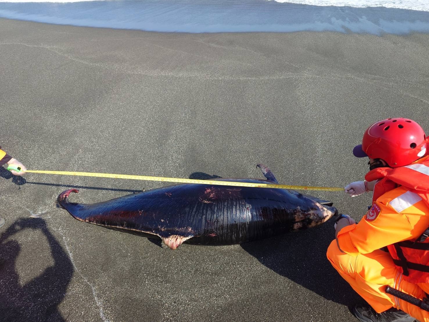 長濱城仔埔沙灘發現「死亡鯨豚」豚體長約220公分