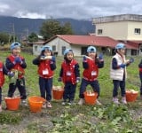 新北國際幼兒園第三度走進關山拔蘿蔔　攜手鎮公所推動食農體驗教育