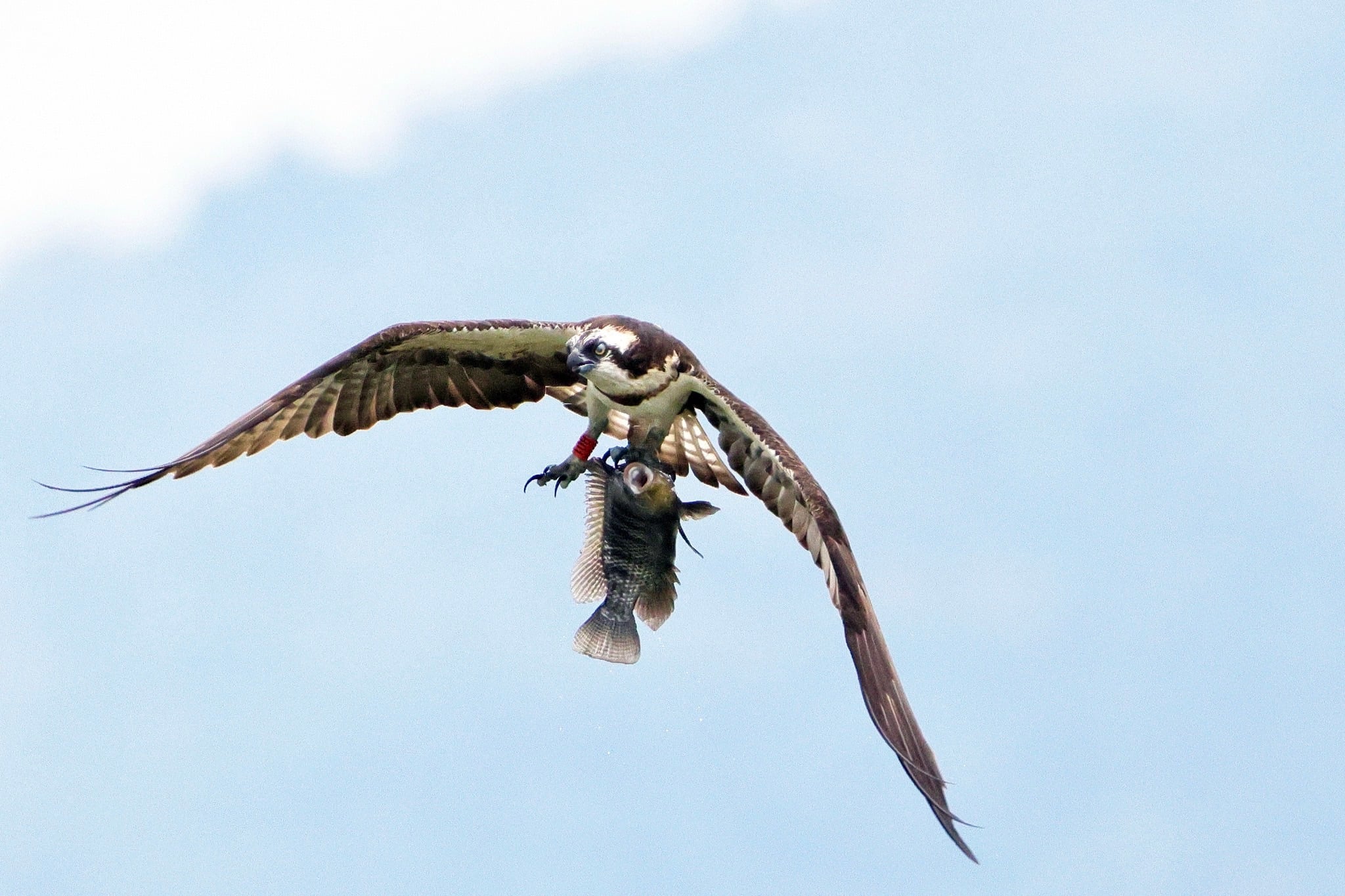 魚鷹落水獲救野放 鳥友目擊猛禽捕魚英姿