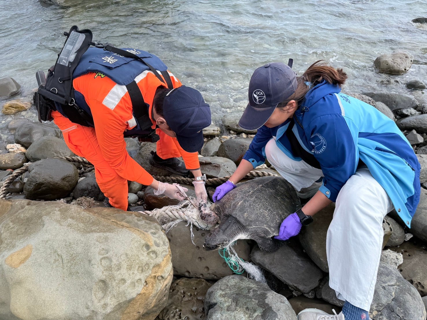 海龜遭網纏繞受傷 海巡疾赴協助脫困