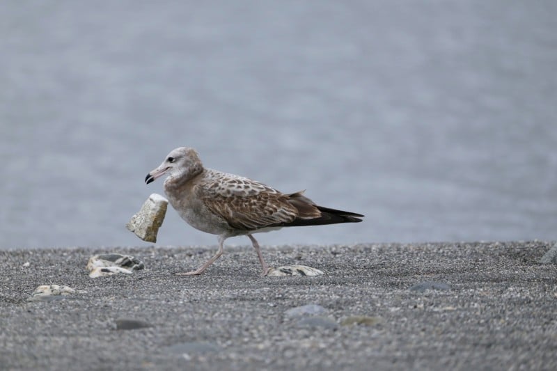 黑尾鷗遭海廢纏繞影響覓食