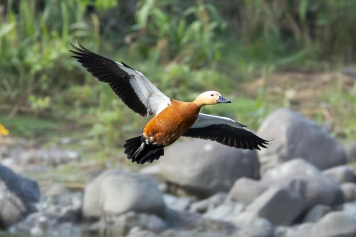 稀有冬候鳥瀆鳧（赤麻鴨）現蹤臺東 吸引鳥友與生態關注者前往拍攝記錄 