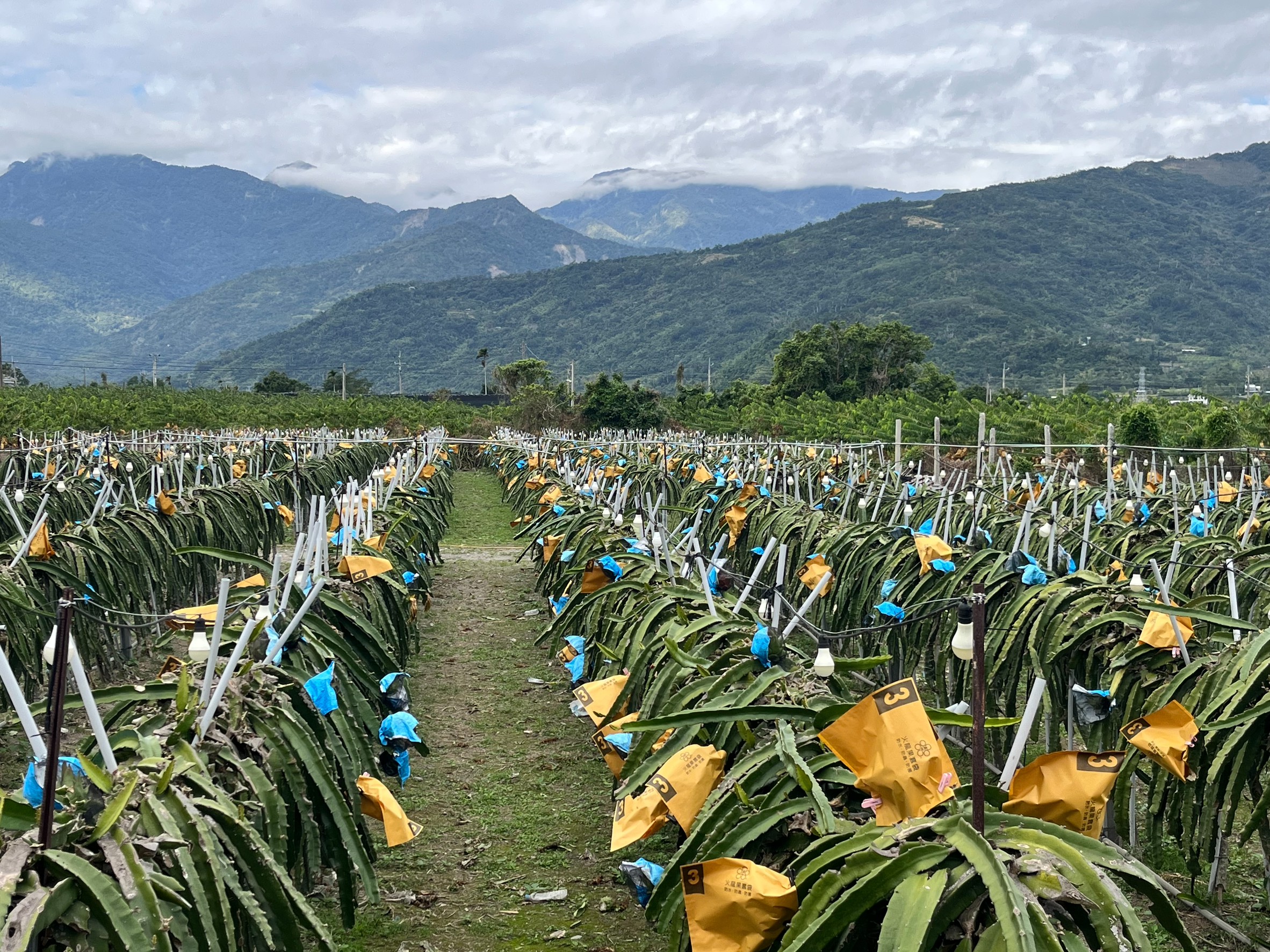 守候多年終圓夢！ 臺東縣府今日起公告「縣有耕地放領」助農民取得土地所有權