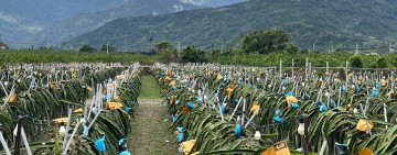 守候多年終圓夢！ 臺東縣府今日起公告「縣有耕地放領」助農民取得土地所有權