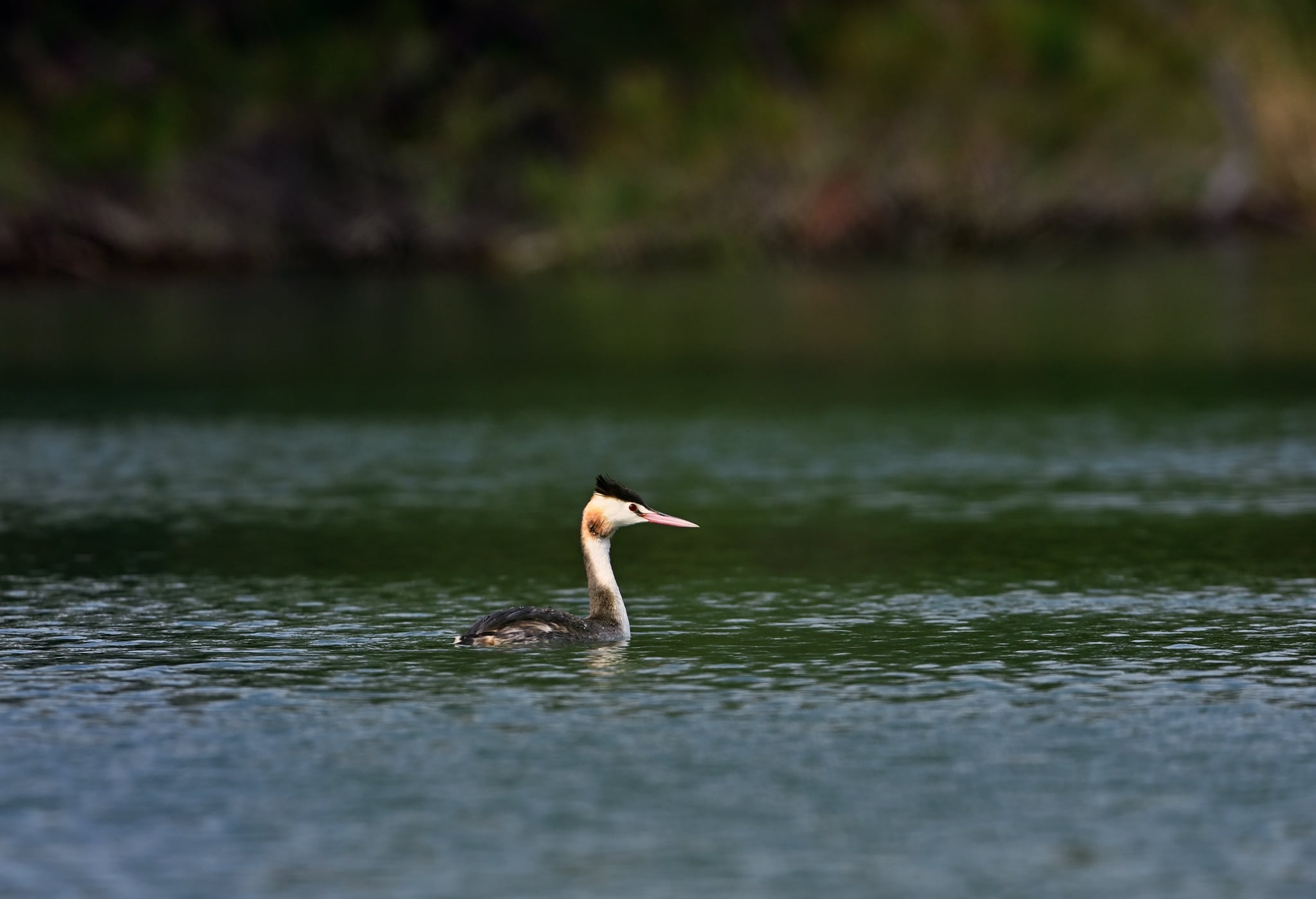 守護候鳥也守護安全 縣府籲請水域活動集中至活水湖 共同維護國家級濕地生態