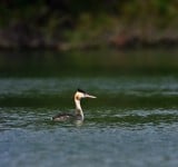 守護候鳥也守護安全 縣府籲請水域活動集中至活水湖 共同維護國家級濕地生態