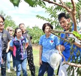 議長吳秀華守住釋迦農民心血