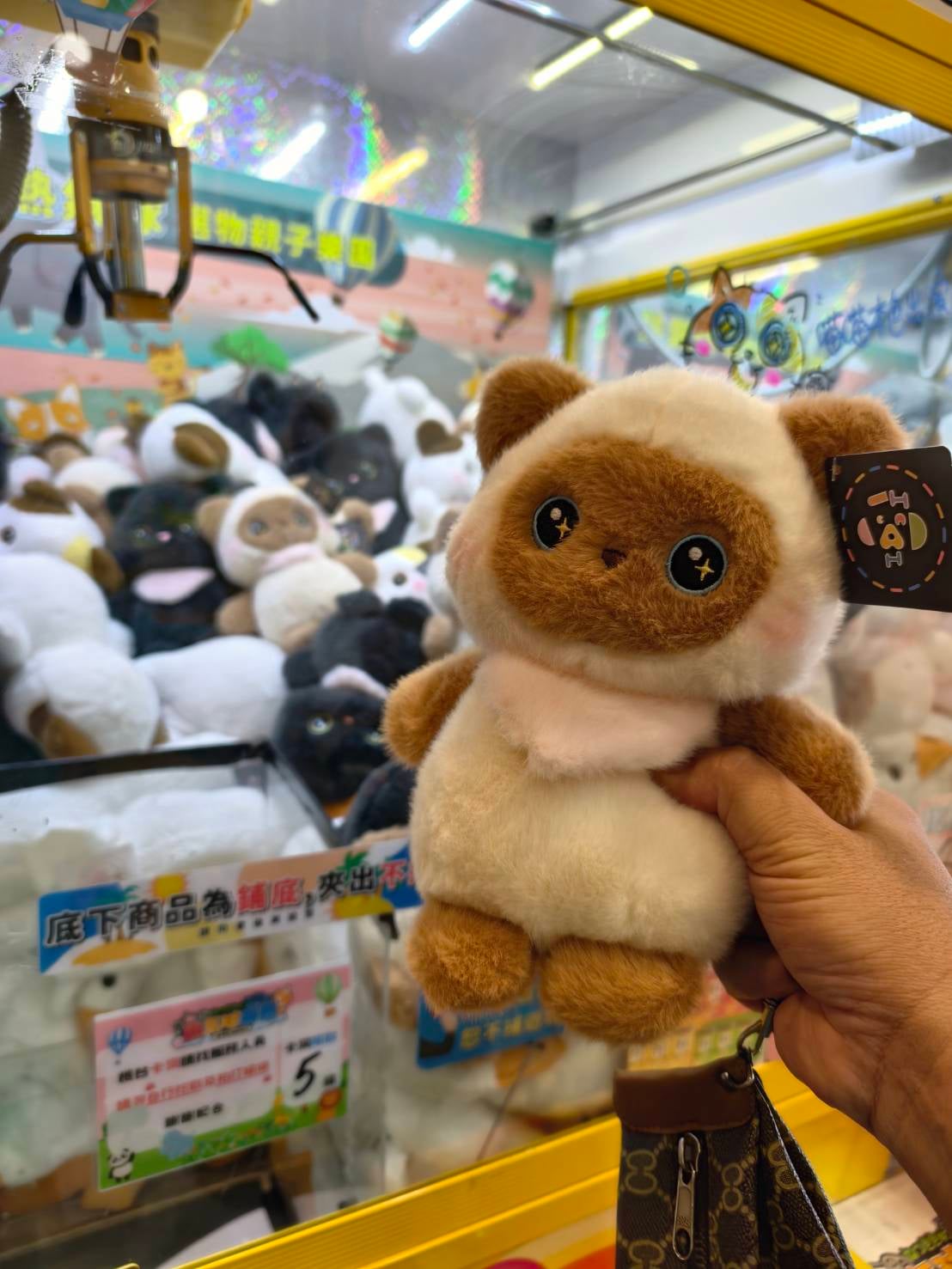 娃娃機店林立　臺東市街頭再現「夾趣」風潮 