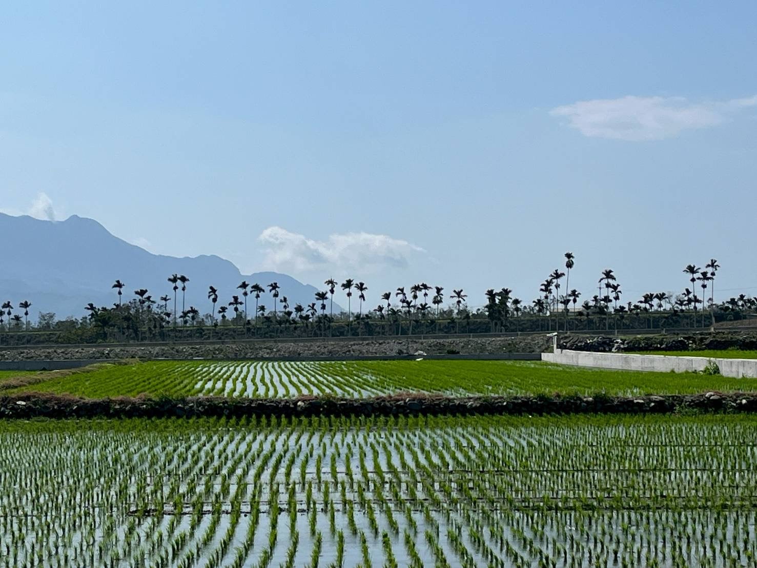 減輕農民災損衝擊 臺東縣政府推出縣有耕地租金主動減租措施