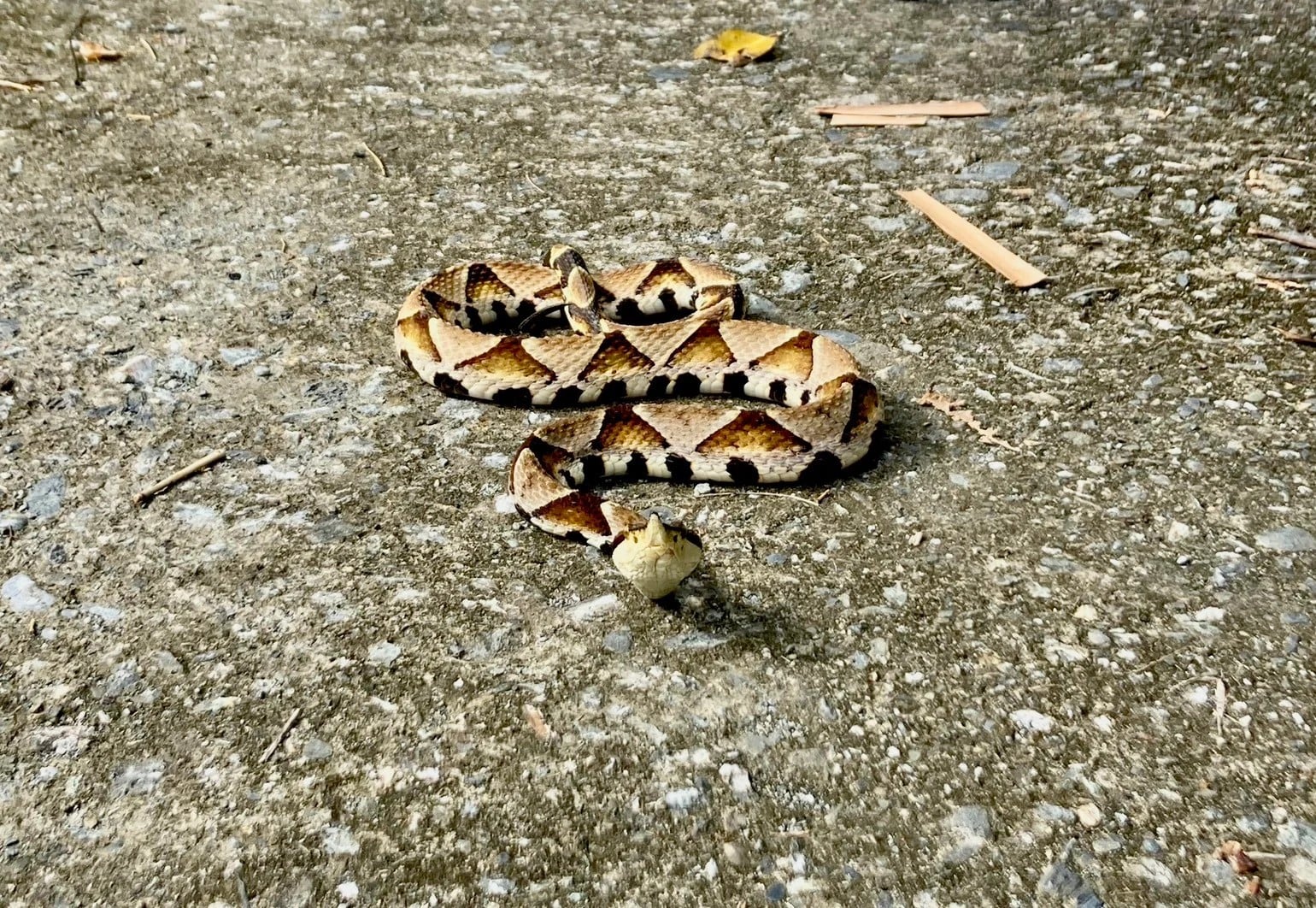 清明兒童連假將至 民眾掃墓及出遊往來頻繁 提醒民眾如至野外山區 應注意個人防護措施 防範恙蟲病及毒蛇威脅