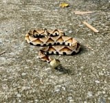 清明兒童連假將至 民眾掃墓及出遊往來頻繁 提醒民眾如至野外山區 應注意個人防護措施 防範恙蟲病及毒蛇威脅