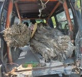 卑南溪疑有人「搬運木頭」! 海端警攔獲紅檜滯留木