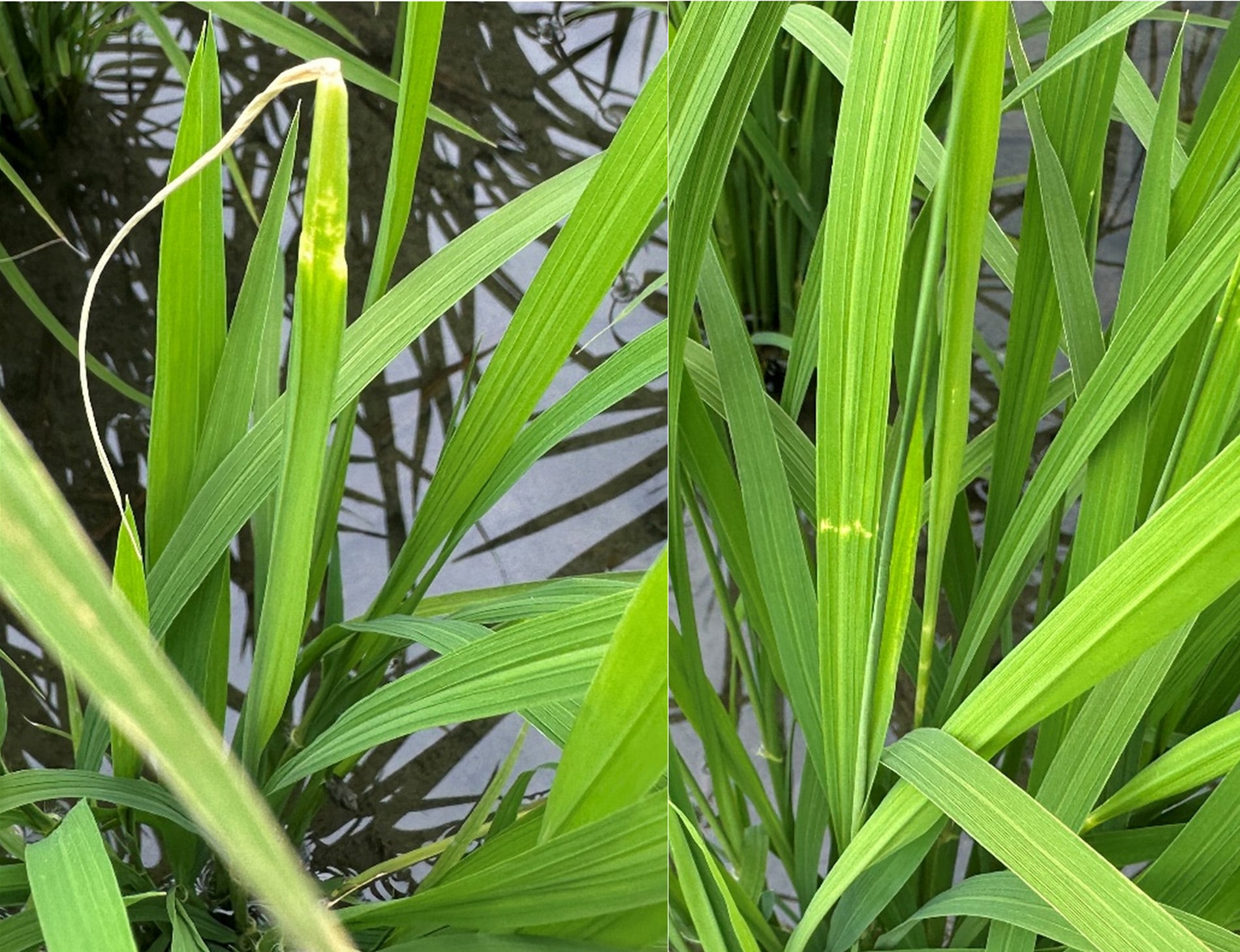 稻黑椿象現蹤 臺東農改場提醒農友注意防範