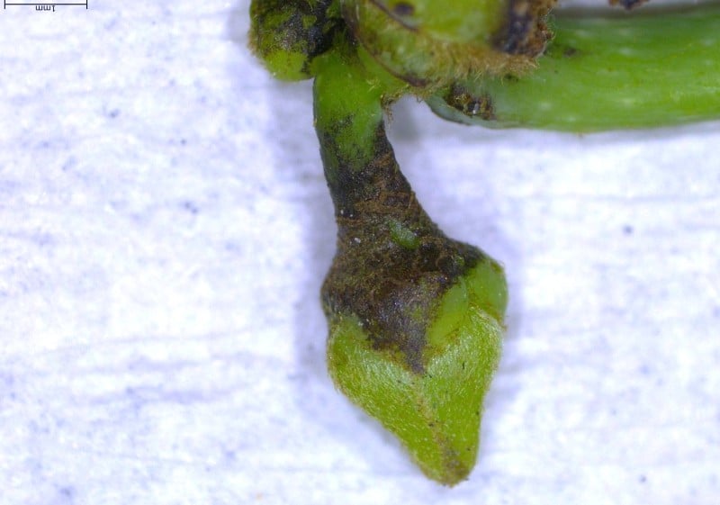 釋迦正值開花授粉期 農友注意薊馬防治