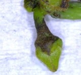 釋迦正值開花授粉期 農友注意薊馬防治