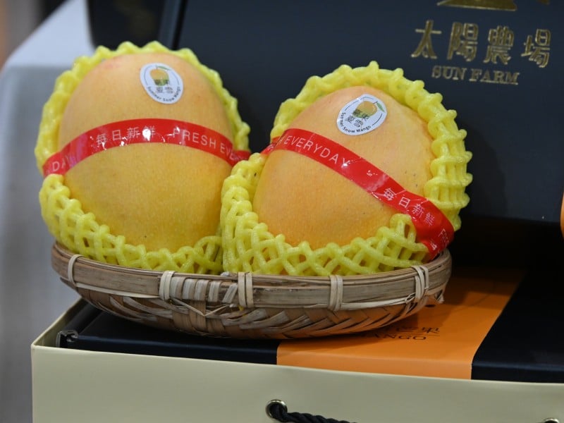 芒果界LV「夏雪」迎豐收 ! 宅配熱銷估7月中完售