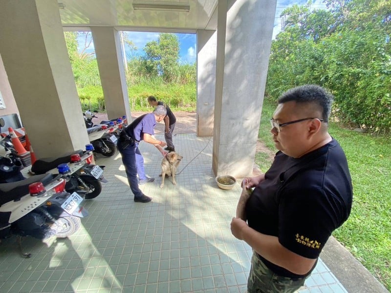 網傳犬隻咬傷穿山甲 台東縣府：已派員調查