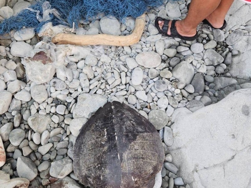 蘭嶼虎頭坡2海龜疑擱淺 ! 海巡即刻出動救援