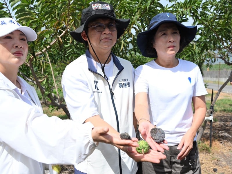 釋迦落果、木瓜水稻也受災　吳秀華會同縣長饒慶鈴、立委黃建賓勘查爭取救助