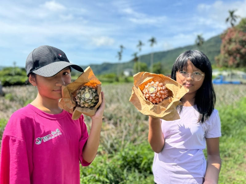 延平鄉金鑽鳳梨每年6月至7月為採收的旺季_0_0.jpg