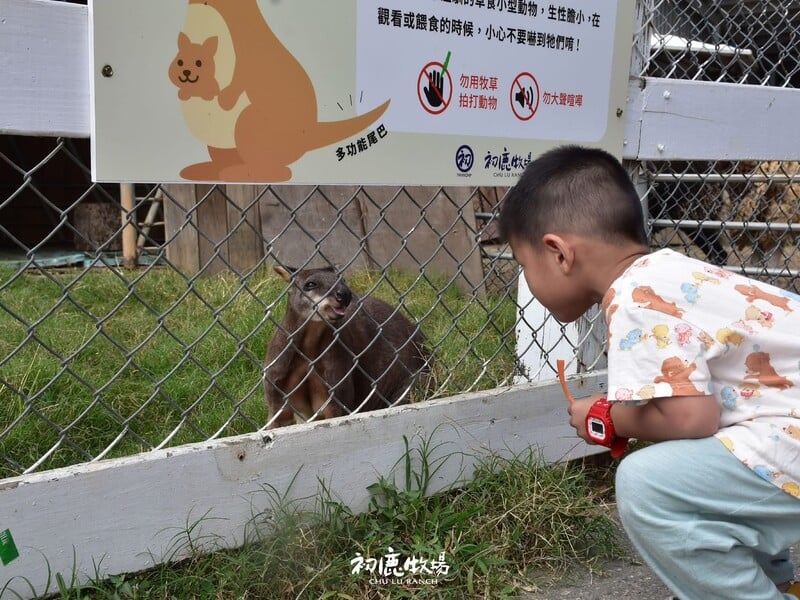 圖說4孩子們近距離觀察可愛小型袋鼠親子間的自然探索就從初鹿牧場開始雲朗_.jpg