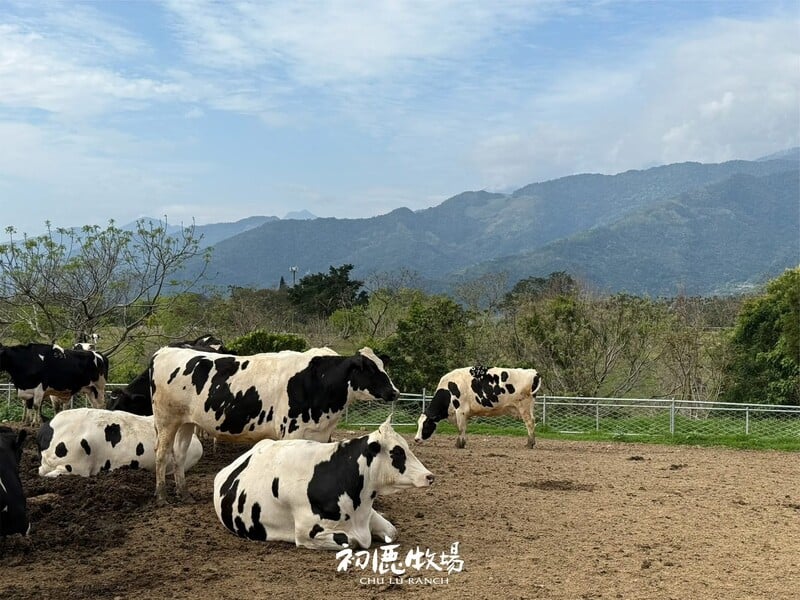 圖說7初鹿牧場能看見乳牛們悠閒躺臥草地是親子認識動物與自然共處的最佳場域_.jpg
